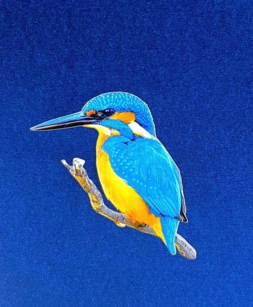 Kingfisher pop up card