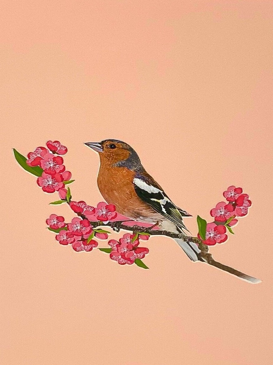 Chaffinch Pop Up Card