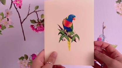 Rainbow Lorikeet pop up card