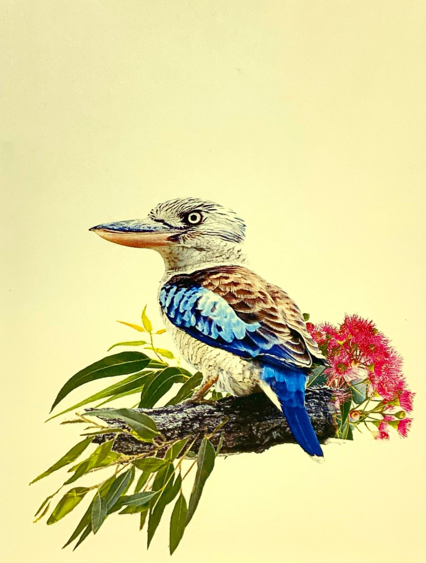 Kookaburra Pop Up Greeting Card