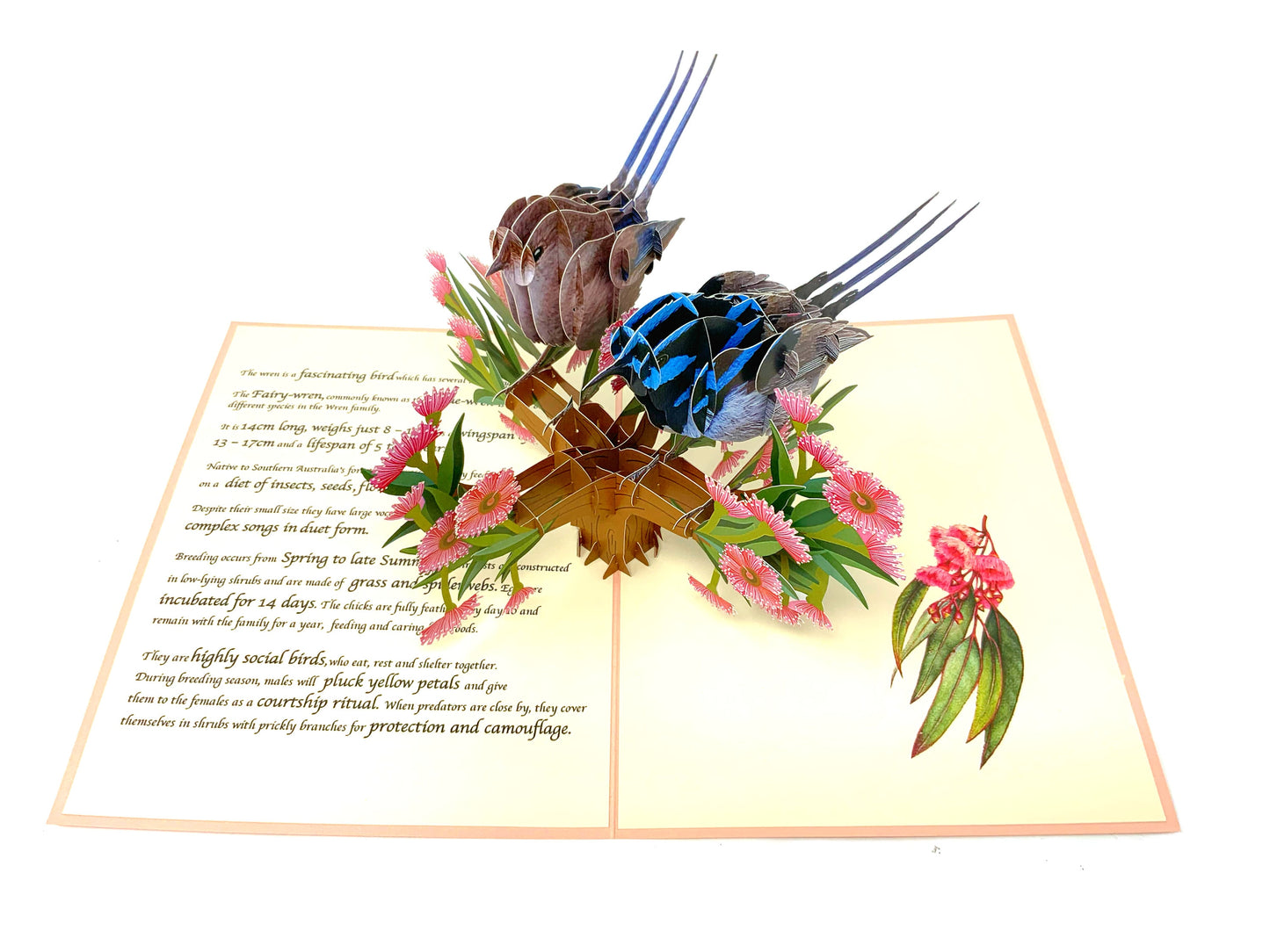 &quot;Inside of the educational wren pop-up card: A three-dimensional pop-up scene reveals a lifelike wren in its natural habitat, surrounded by detailed flora and informative text describing the bird&#39;s behavior and characteristics.&quot;